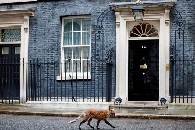 a fox walks outside 10 downing street in london britain january 6 2021 photo reuters