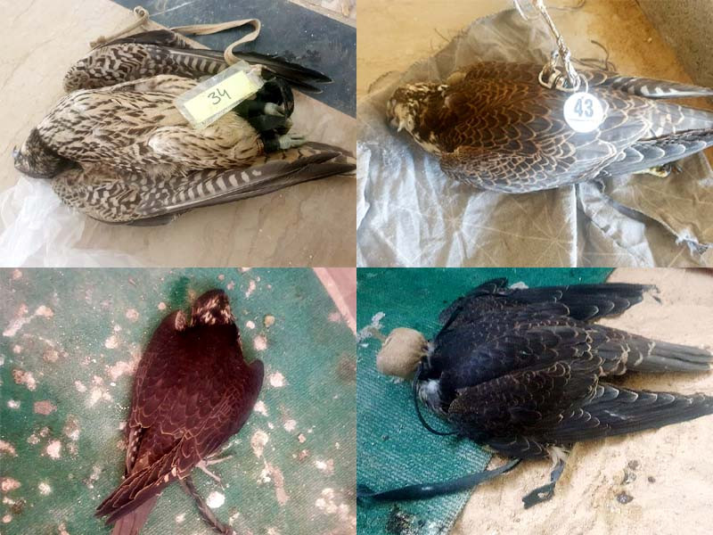 the anti smuggling branch of the customs department had seized 75 falcons last year in karachi photo express