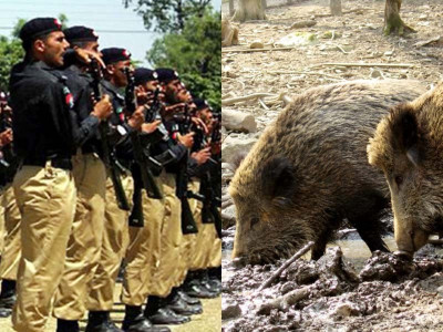 cops in sindh run for their lives after pigs take over police station cops in sindh run for their lives after pigs take over police station