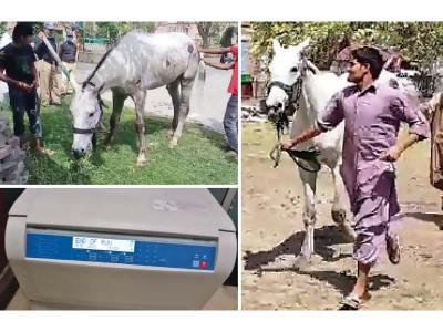 vets prepare plasma gel to treat old wounds vets prepare plasma gel to treat old wounds