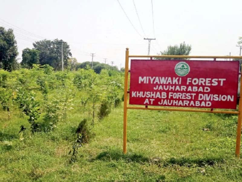 karachi s jauharabad is being presented as a model of miyawaki forest by following the original japanese method photo express file