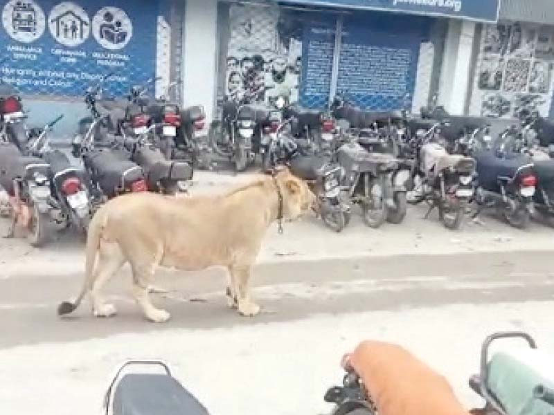 the lion jumped out of the vehicle while being transported from one place to another photo express