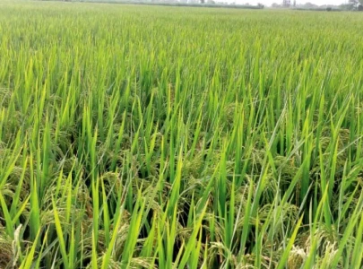 kasur s paddy cultivation flourishes amidst challenges