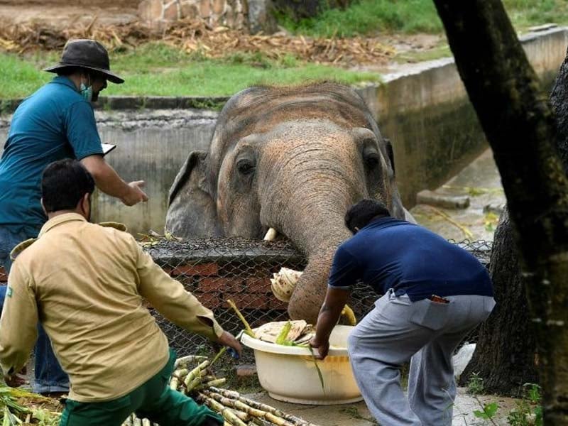 veterinarians give kaavan the elephant at the islamabad zoo a medical exam to determine the state of his health photo afp