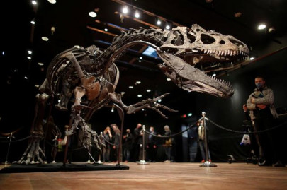 remains of the day dinosaur skeleton fetches three million euros remains of the day dinosaur skeleton fetches three million euros