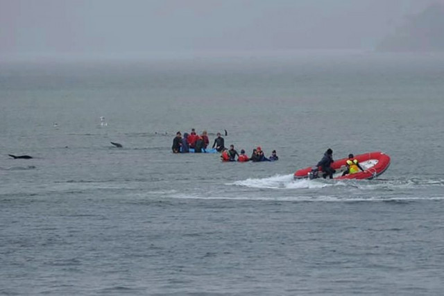 though mass whale strandings occur relatively often in tasmania such a large group has not been seen in the area for more than a decade photo afp though mass whale strandings occur relatively often in tasmania such a large group has not been seen in the area for more than a decade photo afp