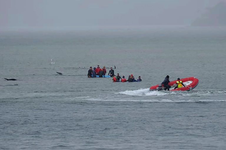 though mass whale strandings occur relatively often in tasmania such a large group has not been seen in the area for more than a decade photo afp