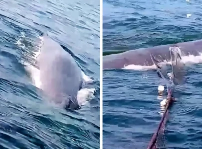 fisherman risks life to cut free sperm whale entangled in net