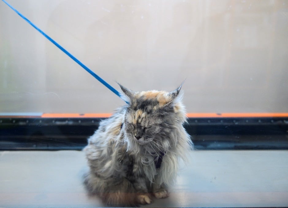 Bess, suffering from arthritis, waits to walk in a hydrotherapy tank at the Friendship Hospital For Animals in Washington, DC, on July 25, 2019. Photo: AFP