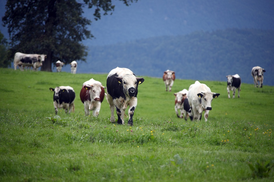 Cows and a bull of the breed 