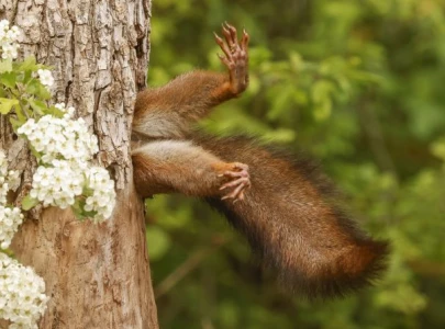 2024 comedy wildlife photography award goes to stuck squirrel photo