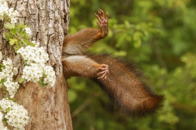 2024 comedy wildlife photography award goes to stuck squirrel photo 2024 comedy wildlife photography award goes to stuck squirrel photo