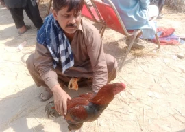 greed measured in feathers and blood