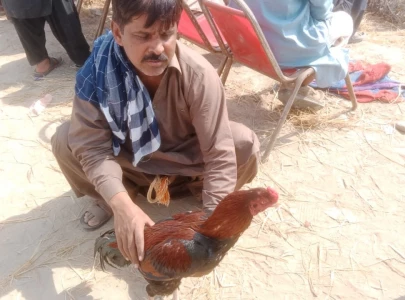 greed measured in feathers and blood