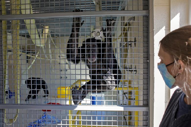 Co-director Diana Goodrich watches chimpanzees play at Chimpanzee Sanctuary Northwest, as the nonprofit's co-directors fear that the coronavirus may likely affect chimpanzees, leading the sanctuary to suspend all volunteering. PHOTO: Reuters