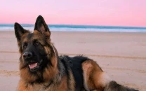 a woman is suing the irs to claim her dog as a tax dependent a woman is suing the irs to claim her dog as a tax dependent