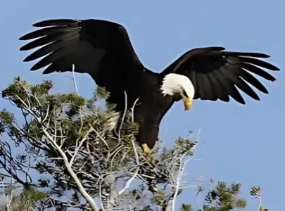 bald eagle finally recognised as america s national bird after 250 years
