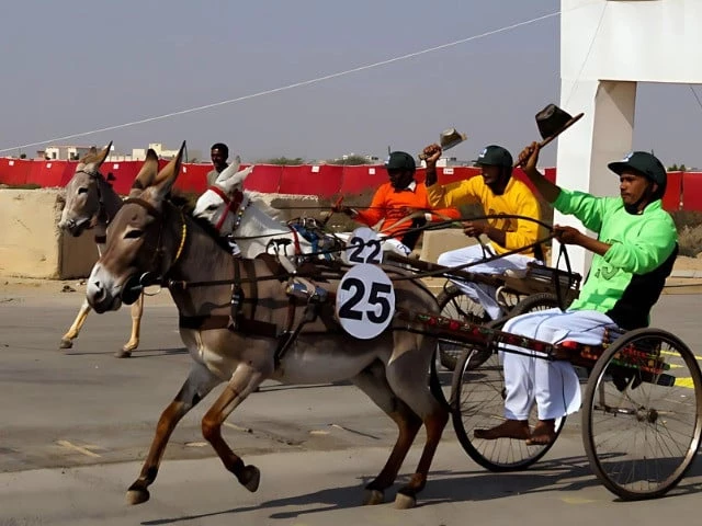 sindh govt holds donkey cart race in karachi sindh govt holds donkey cart race in karachi