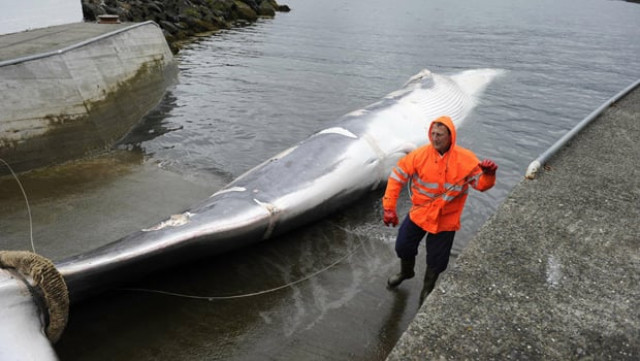 a man stands near a fin whale being towed to a port in reykjavik on june 18 2013 photo reuters a man stands near a fin whale being towed to a port in reykjavik on june 18 2013 photo reuters