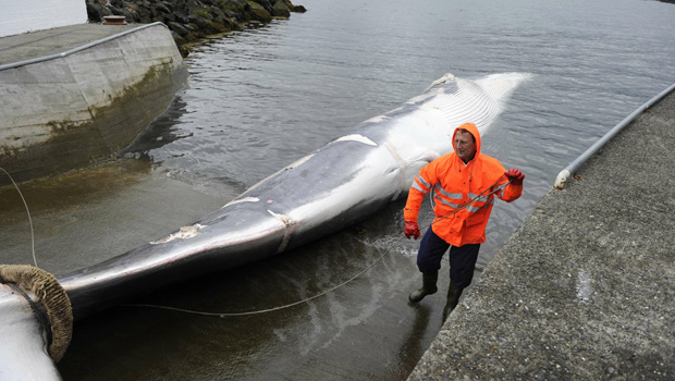 anonymous hackers target iceland sites in whaling protest