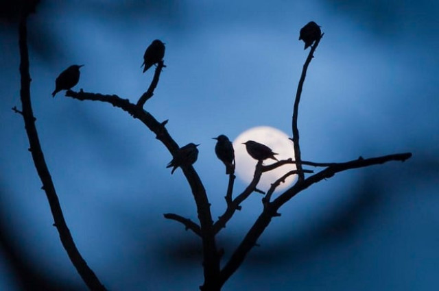 rapid urbanisation pollution population increase cause birds to diminish photo afp rapid urbanisation pollution population increase cause birds to diminish photo afp