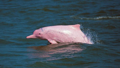 hong kong s dolphins at risk of disappearing hong kong s dolphins at risk of disappearing