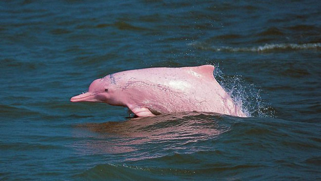 file photo of a pink dolphin playing in the waters off lantau hong kong source afp file photo of a pink dolphin playing in the waters off lantau hong kong source afp