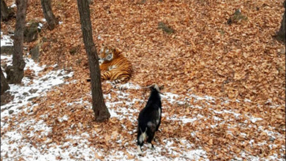 siberian tiger befriends goat in russian animal park siberian tiger befriends goat in russian animal park