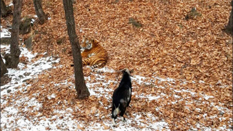 the tiger has befriended the goat instead of eating it video screen grab