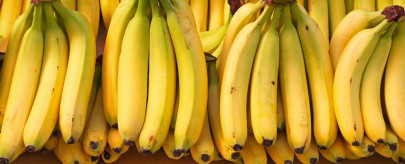 banana killing fungus found in pakistan among others banana killing fungus found in pakistan among others