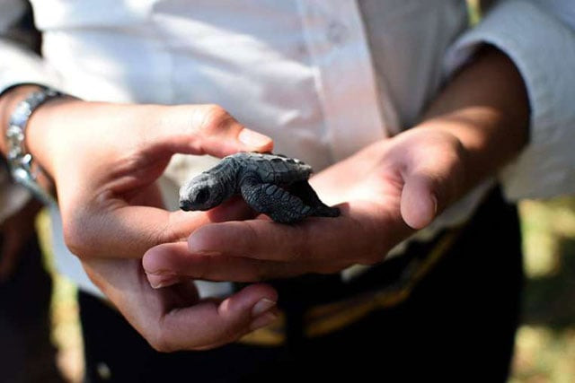 he admitted to smuggling or trying to smuggle more than 1 600 turtles of different species out of the united states photo straitimes