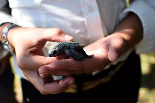 he admitted to smuggling or trying to smuggle more than 1 600 turtles of different species out of the united states photo straitimes he admitted to smuggling or trying to smuggle more than 1 600 turtles of different species out of the united states photo straitimes