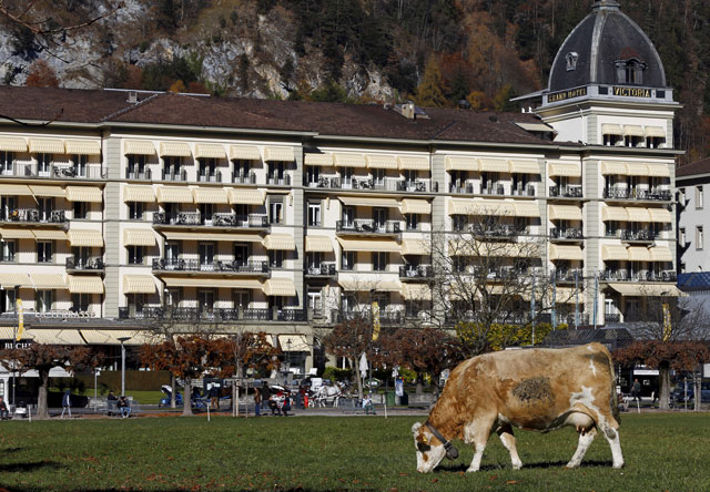 a cow feeds on grass in front of the victoria jungfrau hotel in the swiss alpine resort interlaken switzerland on november 11 2015 photo reuters