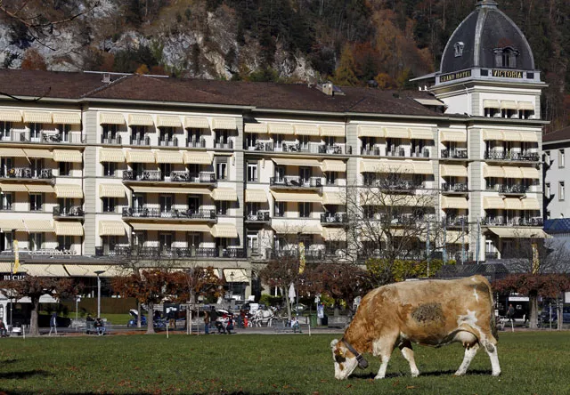 a cow feeds on grass in front of the victoria jungfrau hotel in the swiss alpine resort interlaken switzerland on november 11 2015 photo reuters a cow feeds on grass in front of the victoria jungfrau hotel in the swiss alpine resort interlaken switzerland on november 11 2015 photo reuters