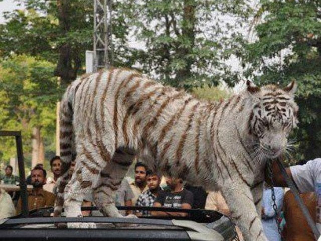 use of animals in campaigns also talked about at seminar photo publicity use of animals in campaigns also talked about at seminar photo publicity