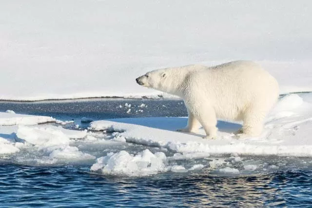 global temperatures are changing at a far faster pace than ever before dramatically affecting the arctic ice cap photo afp global temperatures are changing at a far faster pace than ever before dramatically affecting the arctic ice cap photo afp