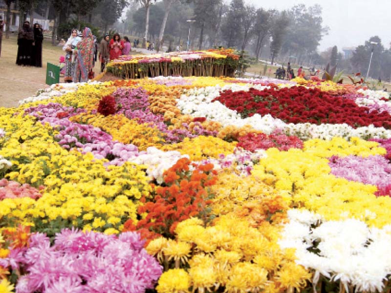 chrysanthemums including pompons and korean hybrid were displayed photo muhammad javaid express