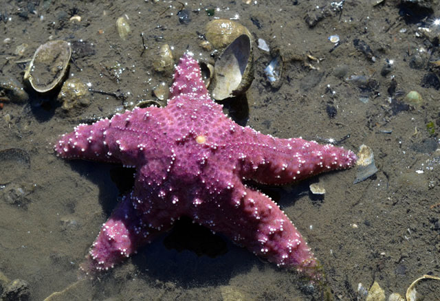 an ochre sea star pisaster ochraceus also called starfish is seen at low tide in this july 29 2015 file photo on the beach in bremerton washington photo afp