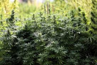 three types of marijuana to hit uruguayan pharmacies in 2016 three types of marijuana to hit uruguayan pharmacies in 2016