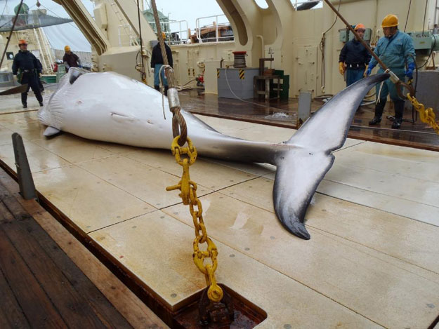 japan announced in november 2015 that it plans to kill 333 minke whales for scientific research this season photo afp