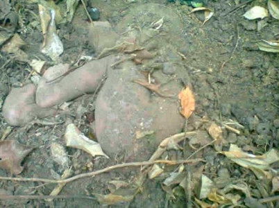 california woman arrested on charges of burying baby alive california woman arrested on charges of burying baby alive