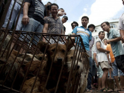 five cambodians die after eating infected dog meat five cambodians die after eating infected dog meat