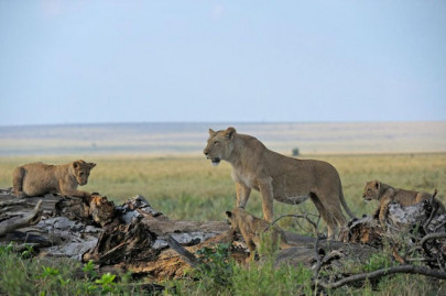 lions made famous on television poisoned in kenya lions made famous on television poisoned in kenya