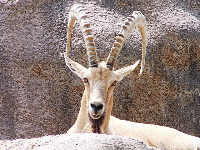 prey claimed by an australian in gojal photo file