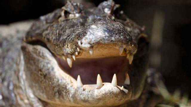 file photo of an alligator photo reuters file photo of an alligator photo reuters