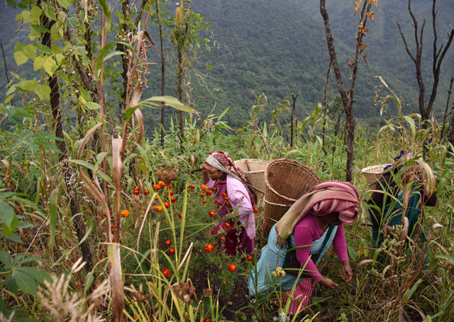 in this photograph taken on november 6 2015 indian khasi tribal villagers collect herbs in a field in the village of nongtraw in the north eastern state of meghalaya photo afp