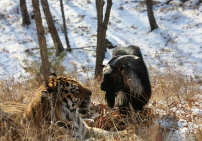 tiger and goat forge unlikely friendship in russian zoo tiger and goat forge unlikely friendship in russian zoo