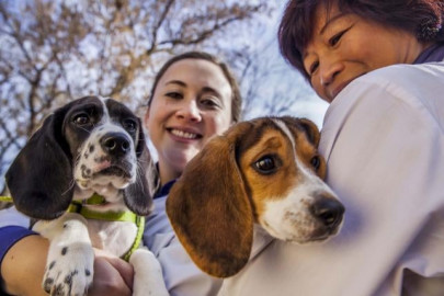 first ever test tube dogs give puppy love a new meaning