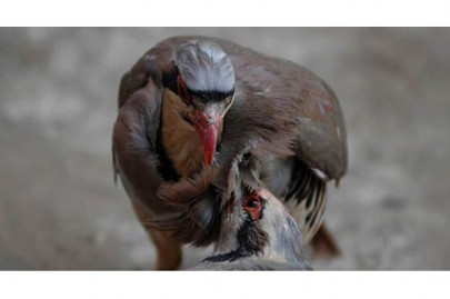 govt officials caught poaching partridges govt officials caught poaching partridges