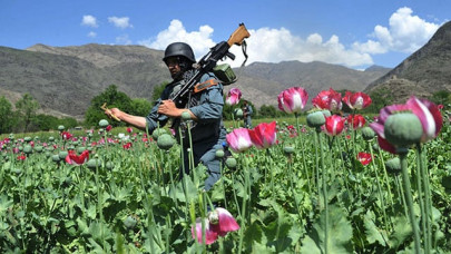 afghan opium cultivation drops for first time in six years afghan opium cultivation drops for first time in six years